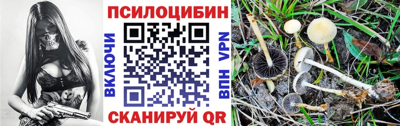 ОМГ ОМГ ТОР  цены   Теберда  Псилоцибиновые грибы Cubensis 